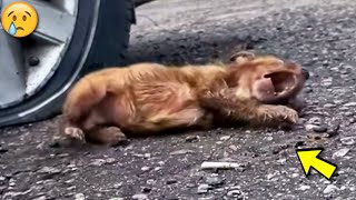 Fino alle lacrime Un cane randagio si contorceva dal dolore supplicando i passanti aiuto [upl. by Enytsirhc992]