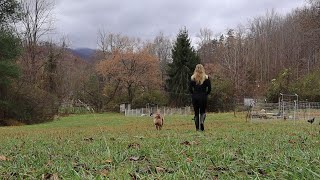 Homesteading Solo My Journey To Building A Homestead From Scratch [upl. by Aned791]