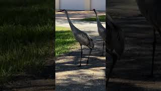 Sandhill Cranes both sets in my community shorts fyp nature wildlife nancypayneclark [upl. by Gorlin]