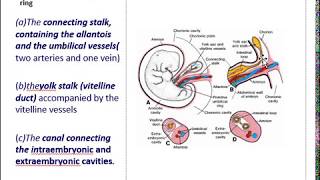 Prof Dr Rakshanda  MBBS 1st year  Anatomy  amnion amp umbilical cord amniotic fluid [upl. by Akerdna]