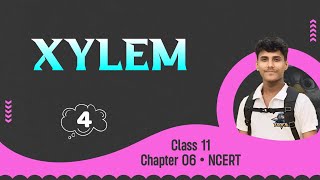 Xylem • Anatomy In Flowering Plant • Class 11 NCERT Explanation [upl. by Attennaej]