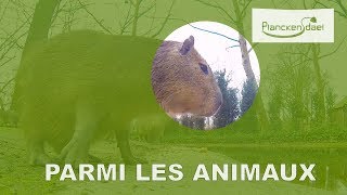 Parmi les animaux les capybaras [upl. by Aseeram128]