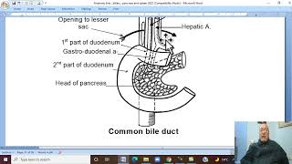 Anatomy GIT Module in Arabic 32  Extrahepatic BIlliary Passage   by Dr Wahdan [upl. by Kwon436]