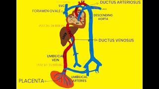 FETAL CIRCULATION [upl. by Felipa]