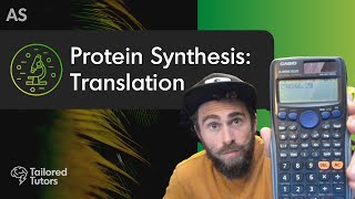 Protein Synthesis Translation  A Level Biology Revision [upl. by Haelhsa]