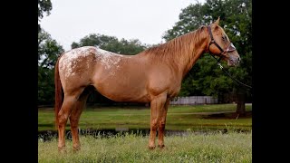 Appaloosa Trail Gelding For Sale [upl. by Veedis596]