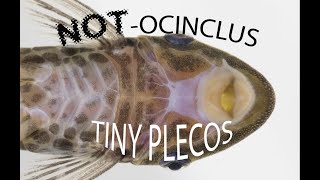 Smallest pleco  tiny relatives of Otocinclus  smallest plecos guide [upl. by Kerman]