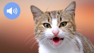 🦊 CATS MEOWING  Make Your Cat or Dog Go Crazy  Sound Effect [upl. by Nnayd662]