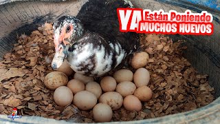 Juntando HUEVOS de los PATOS 🥚 Los patos ya tienen 8 Meses 🦆 Encontramos Nidos de patos Oculto [upl. by Marcell]