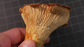 How to identify Chanterelle Mushrooms [upl. by Hoopen199]