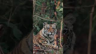 Witness the cuteness of a tiger in the buffer zone of Bandhavgarh during monsoon [upl. by Enneira951]