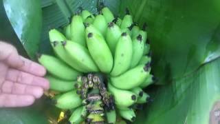 How to tell when to harvest bananas [upl. by Fiester]