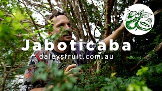 40 year old Jaboticaba or Brazillian Tree Grape at Daleys Nursery [upl. by Gustafsson]