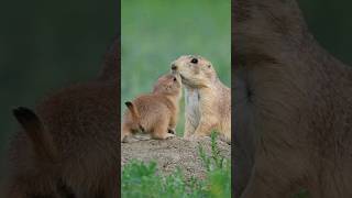 Adorable Baby Prairie Dogs [upl. by Chandra836]