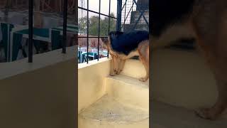 German Shepherd dog barking  gsd dog barking  puppy barking  dog barking [upl. by Yoho]