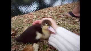 Adopted McIntosh The Muscovy Drake Coolest duck in the world [upl. by Pren62]