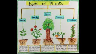 Types of Plants chart drawing l How to draw Types of plants chart l Types of Plants Science Diagrams [upl. by Eanram288]