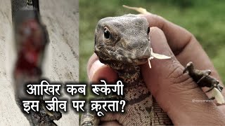 आखिर कब रुकेगी इस जीव पर क्रूरता  Monitor Lizard Rescue  S06R032 [upl. by Merritt]