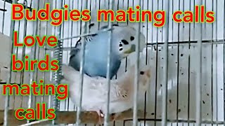 love birds mating video  budgies mating sounds  parakeets mating sounds  love birds sounds call [upl. by Mic]