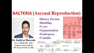 Asexual Reproduction in Bacteria Binary Fission Budding Cysts SegmentationEndospore Conidia [upl. by Lesly]