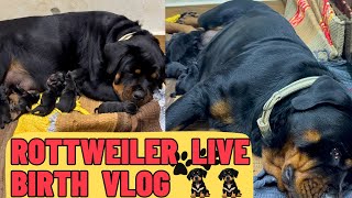 Rottweiler Lady ollie Live Birth Vlog Pregnant Lady Ollie Gives Birth To Rottweiler Puppies [upl. by Ecilahc]