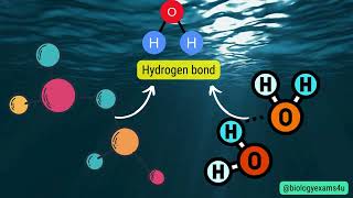 Difference between High Specific Heat and High Heat of Vaporization of water with example [upl. by Kerby]