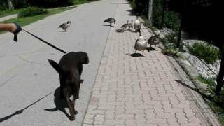 Canadian geese parents are protecting baby geese [upl. by Alfeus]