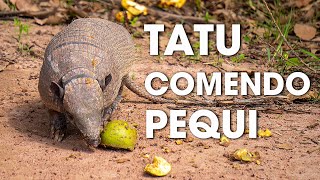 TATU COMENDO PEQUI [upl. by Ainitsirk636]