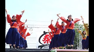 4K高知学生 旅鯨人 2017犬山踊芸祭 1日目 石作公園メイン会場（中央） [upl. by Attaynek]