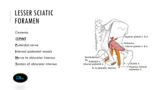 Lesser Sciatic Foramen [upl. by Beatrice]