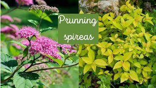 How to prune spirea bush in the spring  zone 4 Minnesota 🍀🌸 [upl. by Korenblat250]