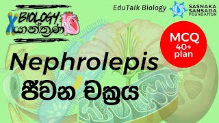 Nephrolepis ජීවන චක්‍රය  Nephrolepis Life Cycle  EduTalk Biology [upl. by Nitsua]