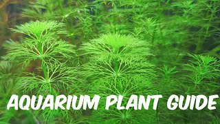 Aquarium Plant Guide Limnophila sessiliflora [upl. by Odraner247]