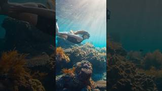 Snorkeling with Majestic Manta Rays in Nusa Penida shortvideo mantarays travel adventure [upl. by Annirac903]