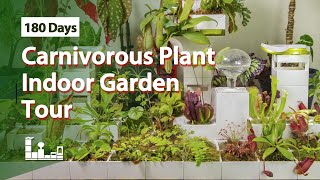 Carnivorous Plant Indoor Garden Tour  180 Days [upl. by Huxham]