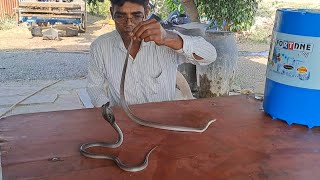 सावधान☠️ बच्चा समझ कर हाथ न लगाए वरना😳bebyCobraSnakerescue  snakevideo  cobraReptopedia [upl. by Gerladina]