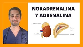 NORADRENALINA Y ADRENALINA  FARMACOLOGÍA [upl. by Otho]