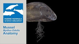 3D Mussel Mytilus Edulis Anatomy [upl. by Lanford]