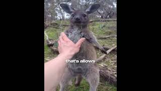 Kangaroo ultimate boxer animals kangaroo youtubeshorts wildlife edit fight boxer scary [upl. by Enamrahc556]