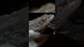 Wood Frog Freezing [upl. by Enaed]