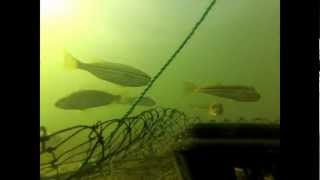 Crabbing in Western Australia  CrabPot Cam GoPro HD [upl. by Carolus]