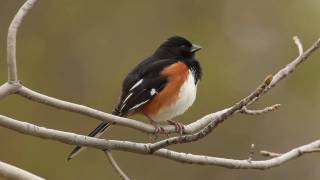 Eastern Towhee [upl. by Afton]