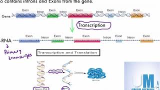 Introns Exons and splicing new syllabus  AS Level Biology [upl. by Charmane]