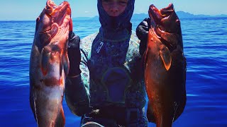 Spearfishing Cooktown Australia  coastal reefs on the great barrier reef [upl. by Steel194]