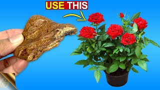 5 MAGICAL USES OF ASAFOETIDA IN GARDENING amp FARMING [upl. by Nasya93]