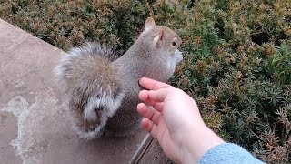 This sweet squirrel likes to be petted [upl. by Jordans229]