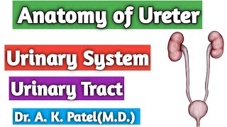 Anatomy of Ureter Urinary tract system Bams first prof Ncism syllabus Bd Chaurasiya Dr Anil [upl. by Zumwalt]