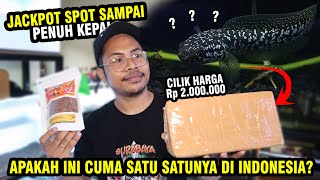 SUPER RARE ITEM UNBOXING CHANNA ASIATICA SPOT PENUH SAMPAI KEPALA [upl. by Edmond]