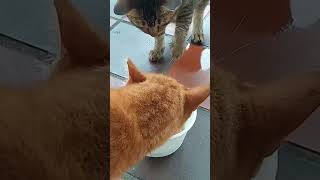 cat slaps cat 🐈 for hogging food  😙 [upl. by Alohs]