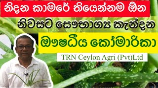 නිවසට සෞභාග්‍ය කැන්දන ඖෂධීය කෝමාරිකා  Aloe Vera  Ceylon Agri  Episode 60 [upl. by Gwynne]